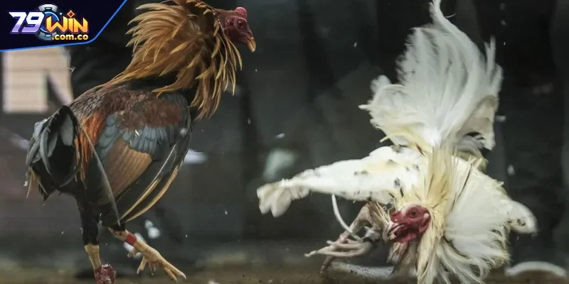 Các hình thức đá gà 79WIN cực hấp dẫn