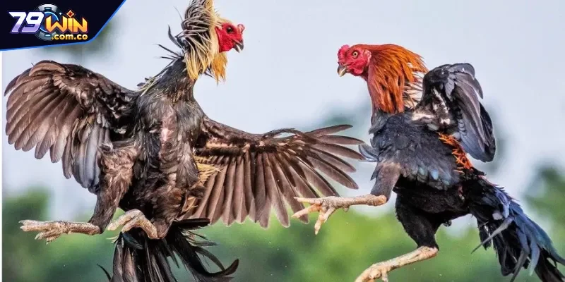Đá gà 79WIN quy tụ hàng ngàn chiến kê dũng mãnh so tài