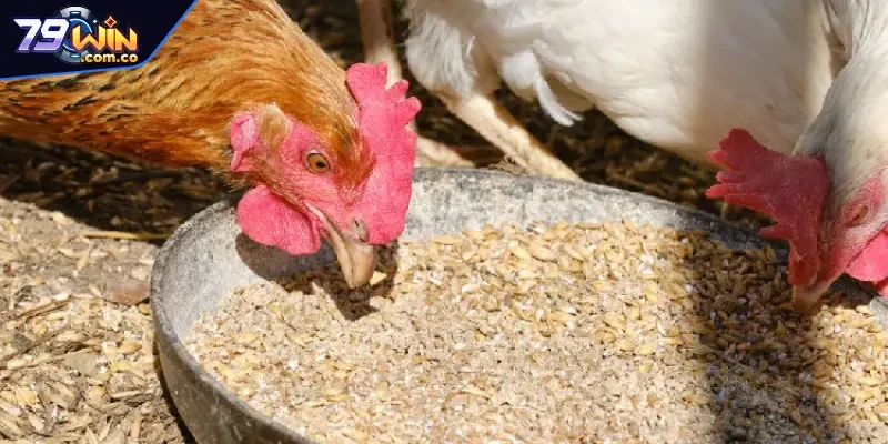 Giai đoạn nạp tinh bột cực kỳ quan trọng