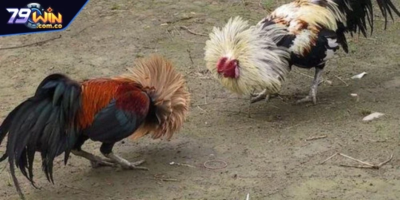 Tổng Hợp Các Địa Chỉ Trường Gà Thomo Nổi Tiếng Nhất 2025 4 Lưu ý nên nhớ để chọn địa chỉ trường gà Thomo chất lượng cao