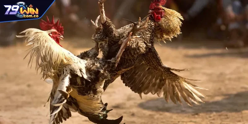 Một vài điều cần biết về sảnh đá gà 79WIN