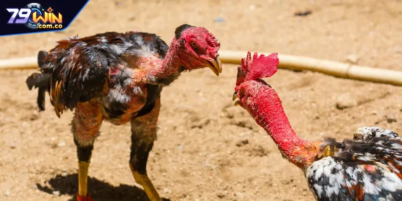 Quy định luật đá gà ở khu vực miền Bắc