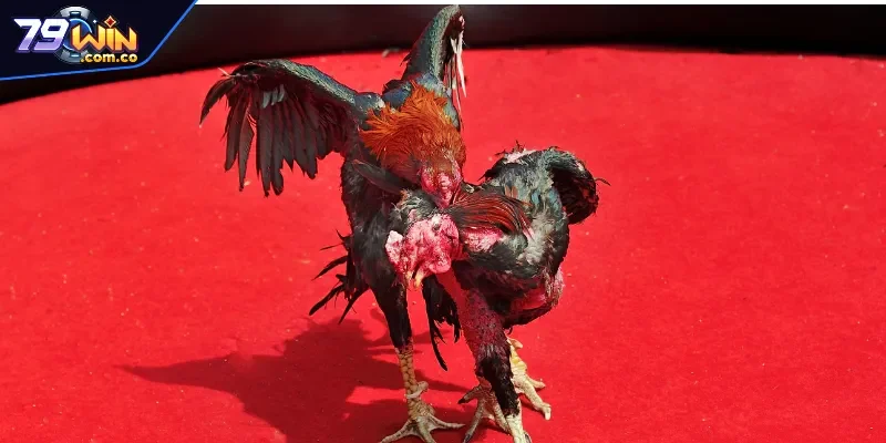 Quy định luật đá gà ở khu vực miền Trung