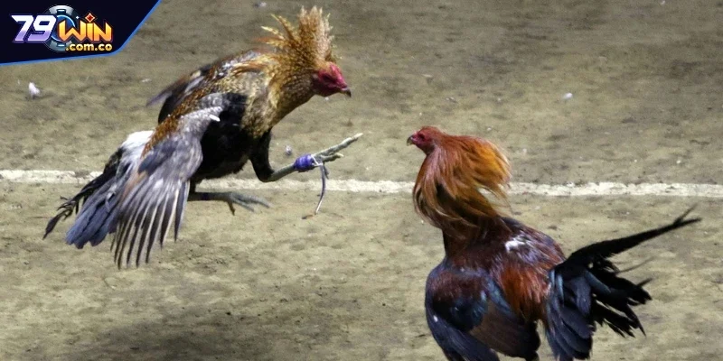 Tổng Hợp Các Địa Chỉ Trường Gà Thomo Nổi Tiếng Nhất 2025 2 Tất tần tật về hình thức đá gà Thomo